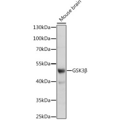 GSK3β Rabbit pAb