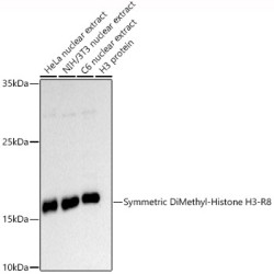 Symmetric DiMethyl-Histone H3-R8 Rabbit pAb