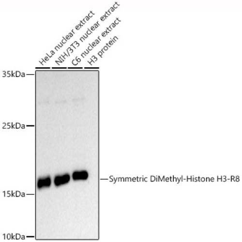 Symmetric DiMethyl-Histone H3-R8 Rabbit pAb