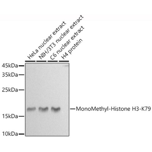 MonoMethyl-Histone H3-K79 Rabbit pAb