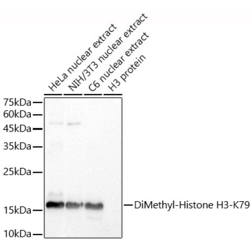DiMethyl-Histone H3-K79 Rabbit pAb