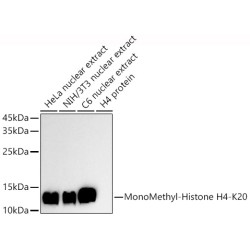 MonoMethyl-Histone H4-K20 Rabbit pAb