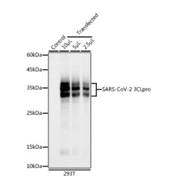 SARS-CoV-2 3CLpro Rabbit mAb
