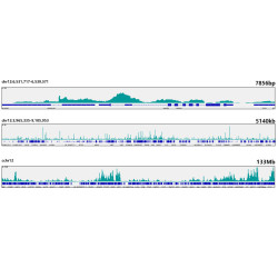 Prdm9 Rabbit mAb