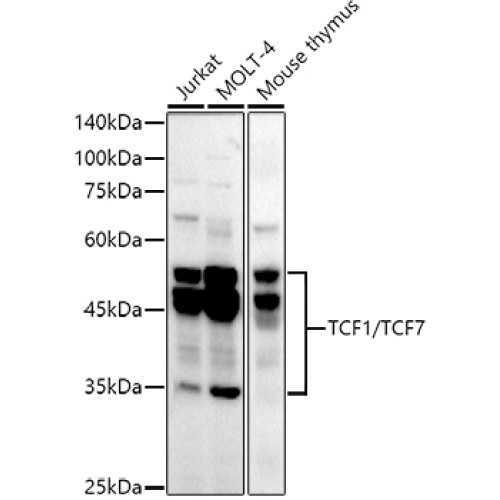 TCF1/TCF7 Rabbit mAb