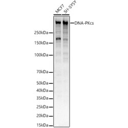 DNA-PKcs Rabbit mAb