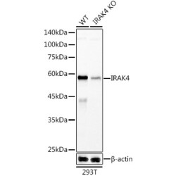 [KD Validated] IRAK4 Rabbit mAb