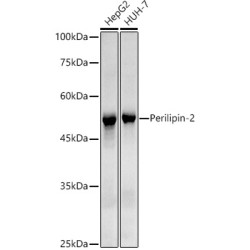 Perilipin-2 Rabbit mAb