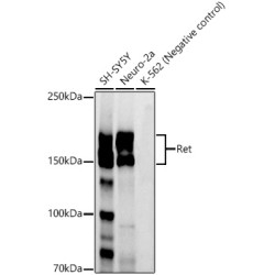 Ret Rabbit mAb