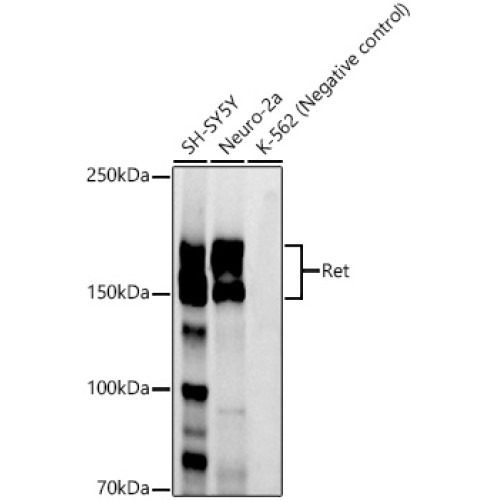 Ret Rabbit mAb