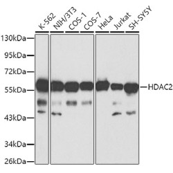 HDAC2 Rabbit pAb