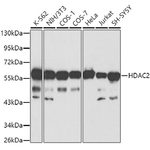 HDAC2 Rabbit pAb