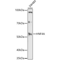 HNF4A Rabbit pAb
