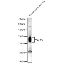 Ly-6G Rabbit pAb