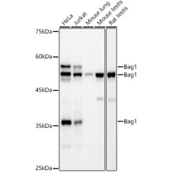 Bag1 Rabbit mAb