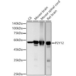 P2Y12 Rabbit mAb