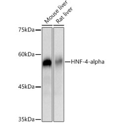 HNF-4-alpha Rabbit mAb
