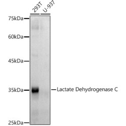 Lactate Dehydrogenase C Rabbit mAb