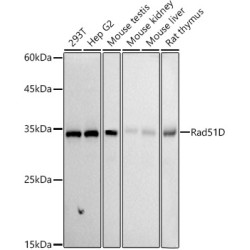 Rad51D Rabbit mAb