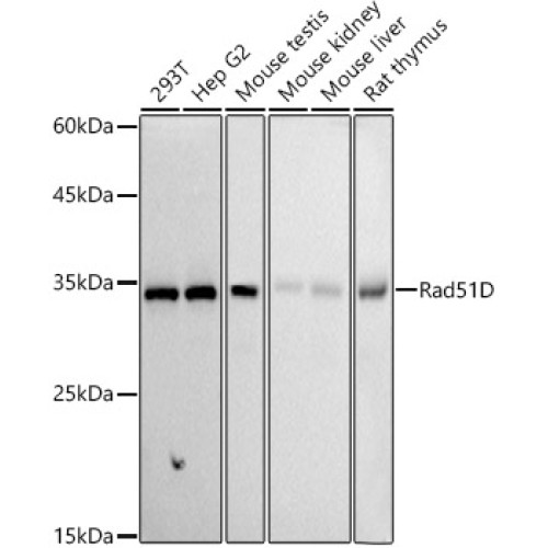 Rad51D Rabbit mAb