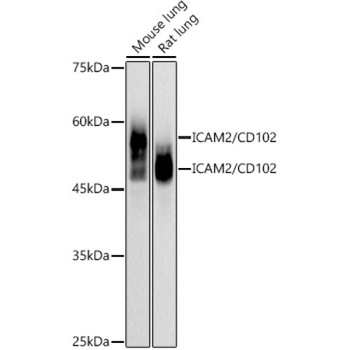 ICAM2 / CD102 Rabbit mAb