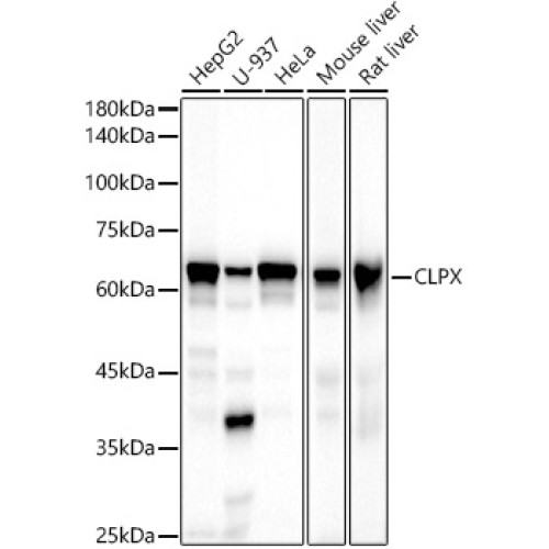 Epsin 1 Rabbit mAb