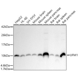 UFM1 Rabbit mAb