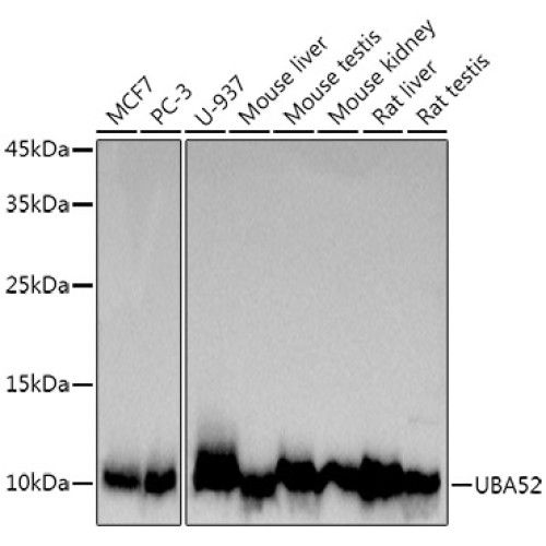 UBA52 Rabbit mAb