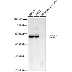 GRSF1 Rabbit mAb