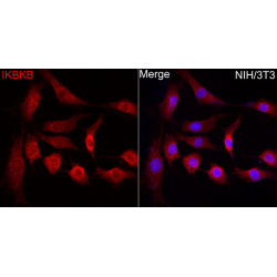 IKKβ Rabbit pAb