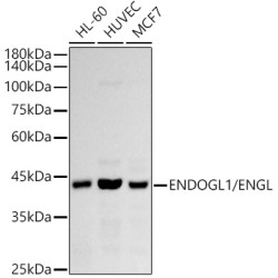 ENDOGL1/ENGL Rabbit mAb
