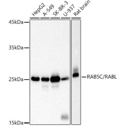 RAB5C / RABL Rabbit mAb