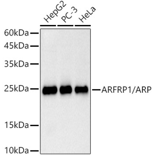 ARFRP1 / ARP  Rabbit mAb