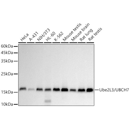 Ube2L3 / UBCH7 Rabbit mAb
