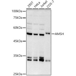 AMSH Rabbit mAb