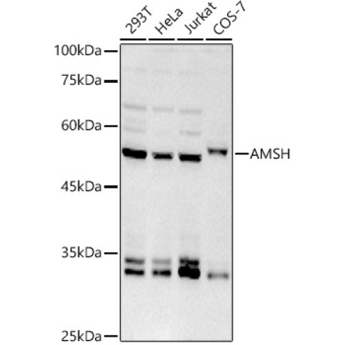 AMSH Rabbit mAb