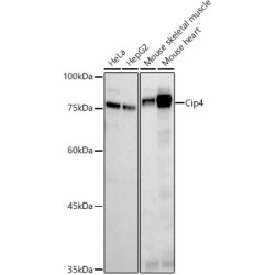 Cip4 Rabbit mAb