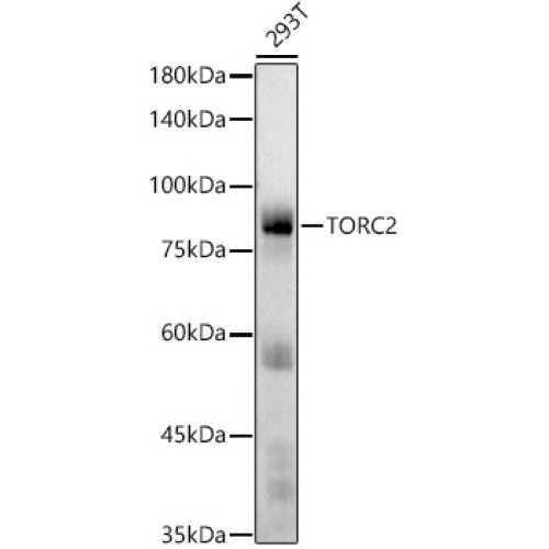 TORC2 Rabbit mAb