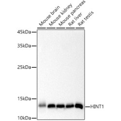 HINT1 Rabbit mAb