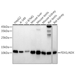 FDX1/ADX Rabbit mAb