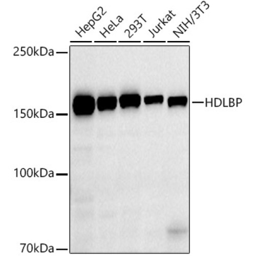 HDLBP Rabbit mAb