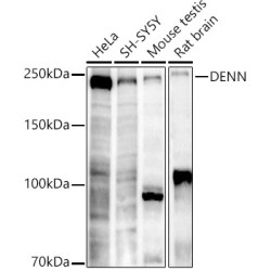 DENN Rabbit mAb