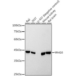 Wnt16 Rabbit mAb