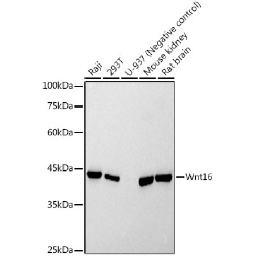 Wnt16 Rabbit mAb