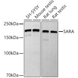 SARA Rabbit mAb