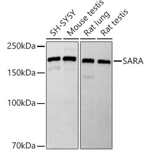 SARA Rabbit mAb