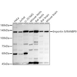 Importin 9 / RANBP9 Rabbit mAb