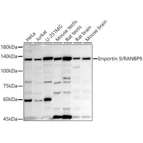 Importin 9 / RANBP9 Rabbit mAb
