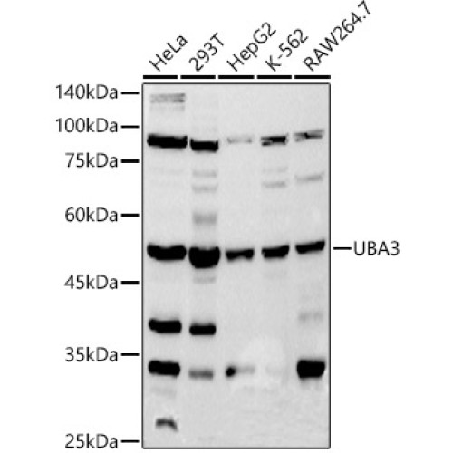 UBA3 Rabbit mAb