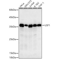 USF1 Rabbit mAb